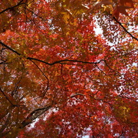 紅葉1