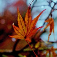 momiji