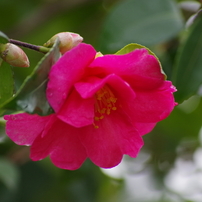 赤く咲いても冬の花