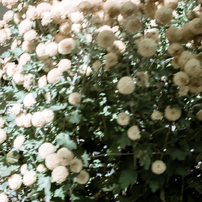 camucamu_20141203_171