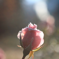 霜化粧 - 霜薔薇