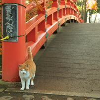 番猫？