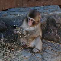 東山動植物園のニホンザル