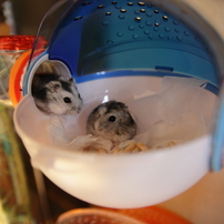 ハムスターさん専用　参考写真 三晃商会 シャイニー45（45×36．5×31．5cm） ハムスター