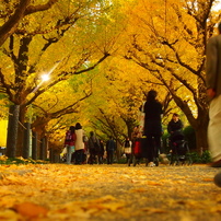 yellow carpet