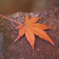 紅葉・秋