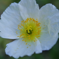 お花