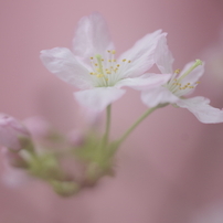 春を先駆けて-啓翁桜1