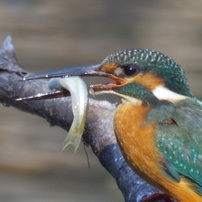 カワセミ