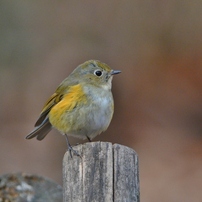 NIKON(ニコン)のレンズ Ai AF-S Nikkor 300mm f/4D IF-ED [ライト