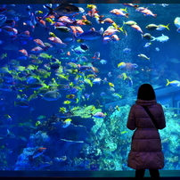 水族館景