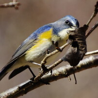 鳥の表情