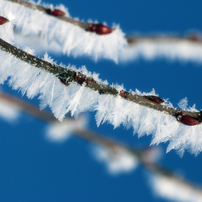 -10℃の朝 - 樹霜花3