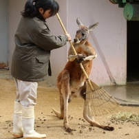 東山動植物園のカンガルー