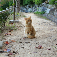 尾道紀行　２０１４　猫