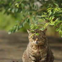 Local Cats　～めぐり合った猫たちの日常～