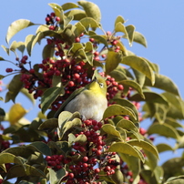 野鳥