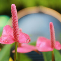 新木場の熱帯植物園