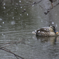 石神井公園の朝Ⅷ