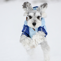 Snow Dog