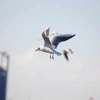 SIGMA(シグマ)のレンズ 28-300mm F3.5-6.3 DG MACRO (ﾍﾟﾝﾀｯｸｽ AF