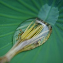 SIGMA(シグマ)のレンズ 30mm F1.4 EX DC (ﾍﾟﾝﾀｯｸｽ用) で撮影した