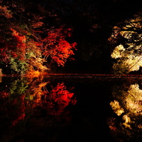 紅葉