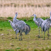 万羽ツルの越冬地へ　6完