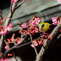 河津桜に誘われて１