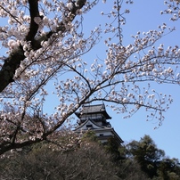 犬山城と桜