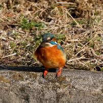 カワセミの大行進5