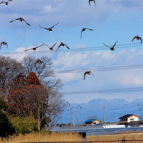 CANON(キヤノン)のレンズ EF75-300mm F4-5.6 III USM で撮影した写真