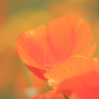 奈良の花写真　冬から初夏