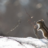 シマリスの写真(画像)・写真集 - 写真共有サイト:PHOTOHITO