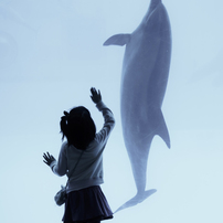 イルカの写真 画像 写真集 写真共有サイト Photohito