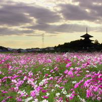 秋光の法起寺