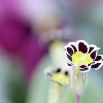 作例あり CanonEOS40D EOS 40Dで撮影された写真 | 写真検索 | GANREF