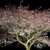 2015　みなみの桜と菜の花まつり