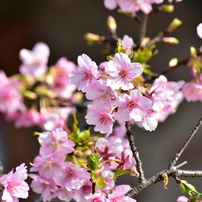 河津桜