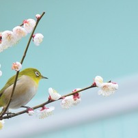 春ですね