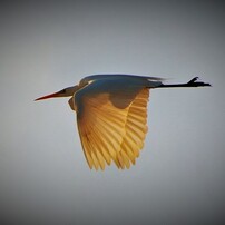 野鳥
