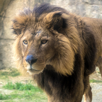 日本平動物園の動物