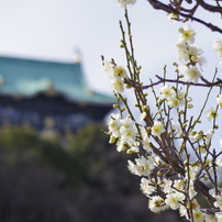 2/21　大阪城公園