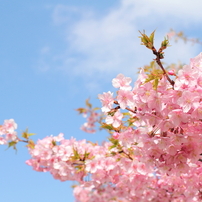 河津桜～その３