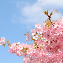 桜咲く