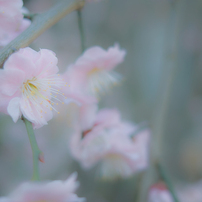 枝垂れ桜⑨
