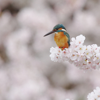 桜翡翠