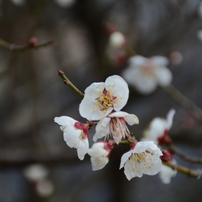 ２０１５０３０８