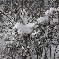 雪