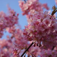 河津桜